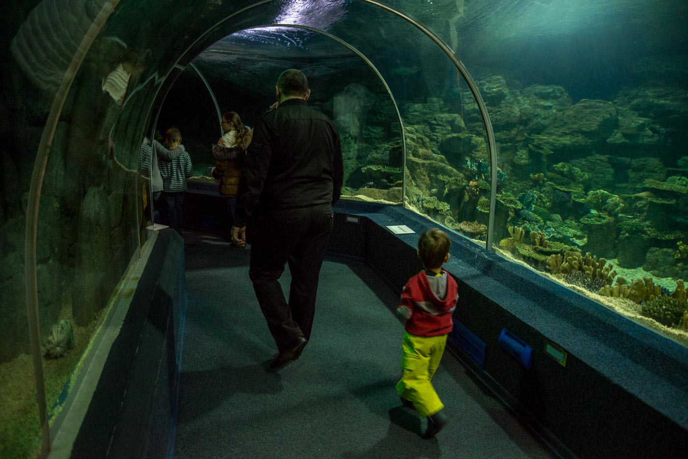 Океанариум Sochi Discovery World Aquarium - Кукарта.ру