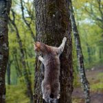 кошка в лесу