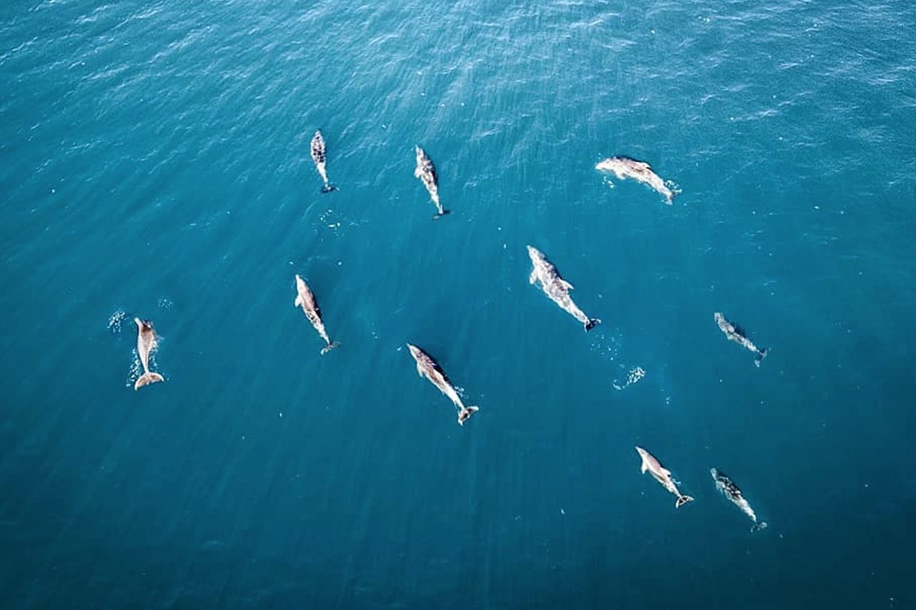 Дельфины близ Мысхако. Фото Максим Бессалый