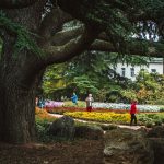 Никитский ботанический сад, Ялта