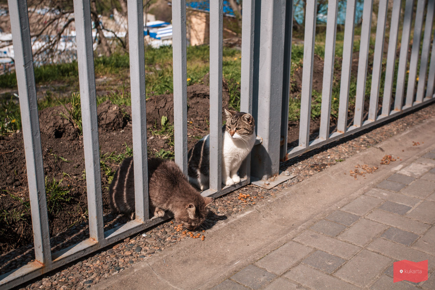 Котики на набережной Анапы