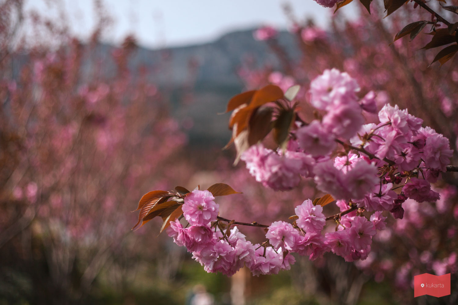 Японский сад "Шесть чувств", Мрия, Крым